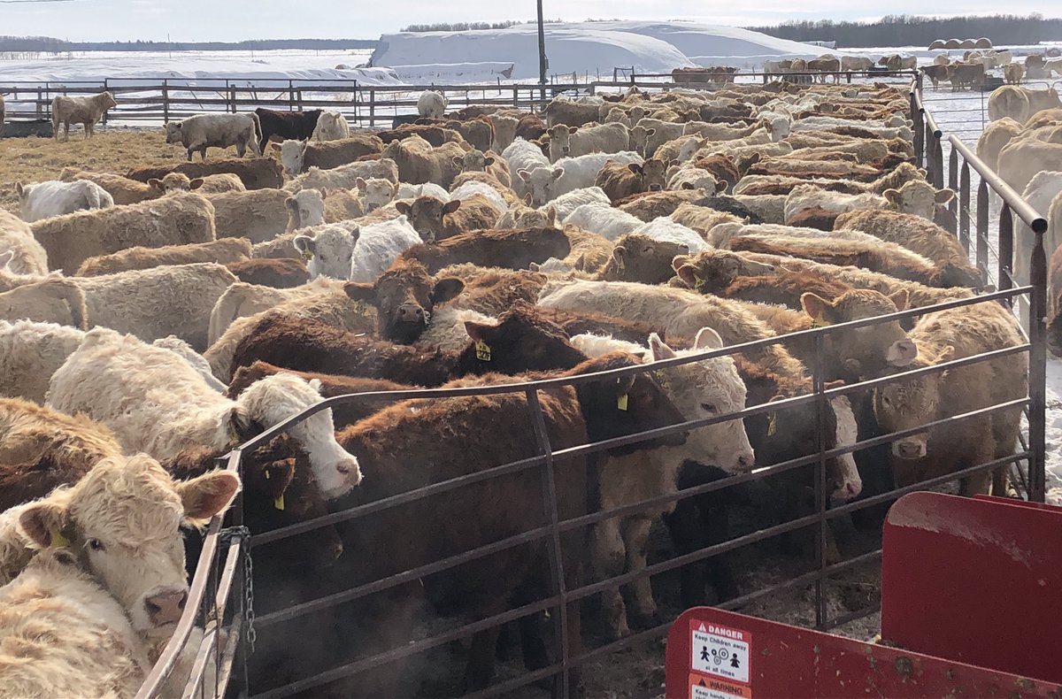 380 of these dudes sell along with 200 sisters on March 7 at Ste Rose Auction. First cut of 1000. Born in May. Double vaccinated with modified live IBR/BVD and blackleg. Mothers on live vaccine. NO IMPLANTS. Silage based rations. DM for more details.