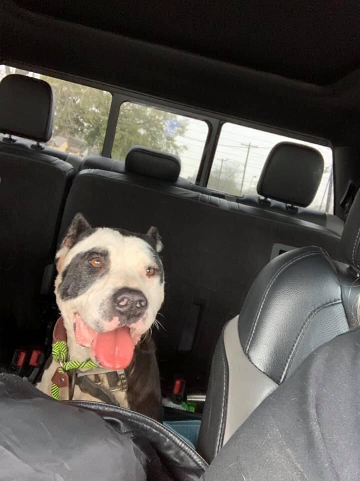 TXpetsinneed's tweet photo. 🥳527482 was rescued by @WhoRescued! 

#freedomride #Rescue #RescueDogs #rescuedog #dogsarebetterthanpeople #dogsarelove #dogsarejoy #dogsarefamily #dogsoftwitter #pets #dogs #happytails #adoptdontshop #houston #hou #tx https://t.co/EOqRCpnT6r