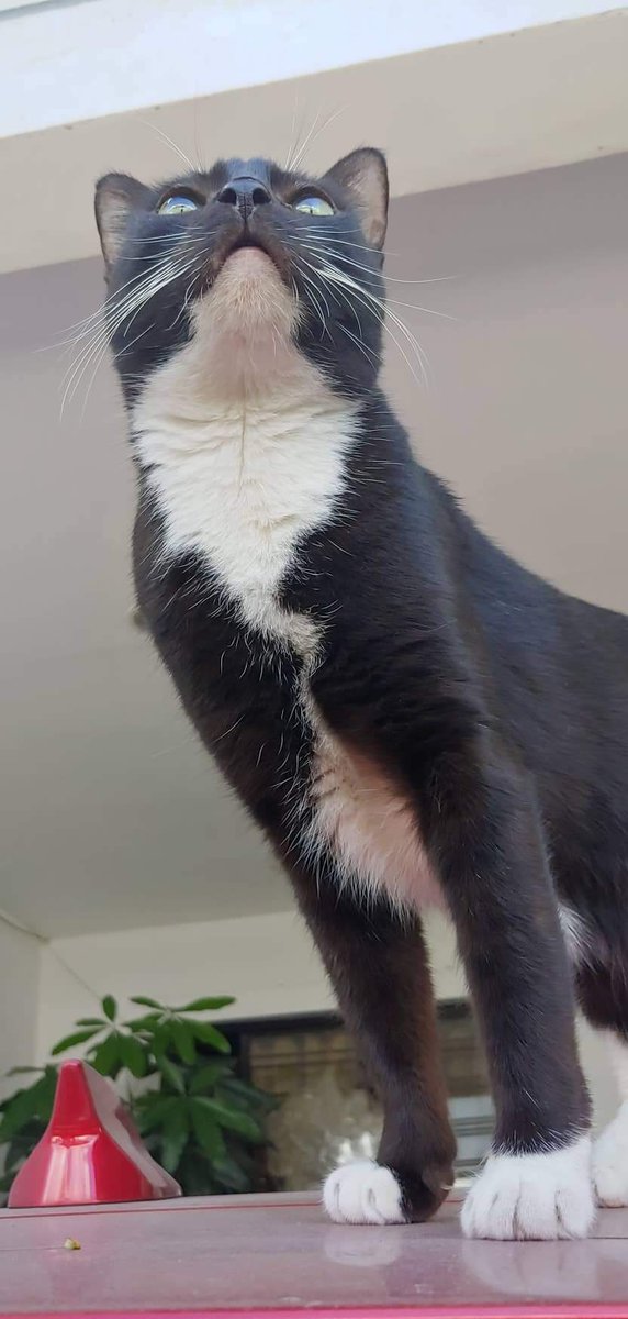 vulon8's tweet photo. Looking up
#noirthetuxedocat #noirprincesscat #Noir https://t.co/VWeYvyvnEU