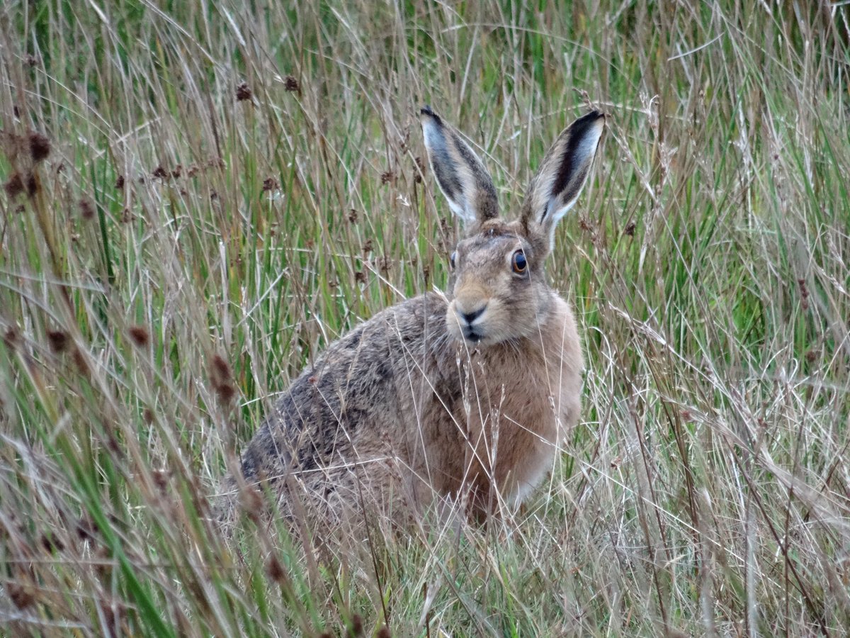 Our contribution to World Wildlife Day 🙂
#YorkshireDales #Wensleydale #WorldWildlifeDay2019 #WorldWildifeDay #ukwildlife