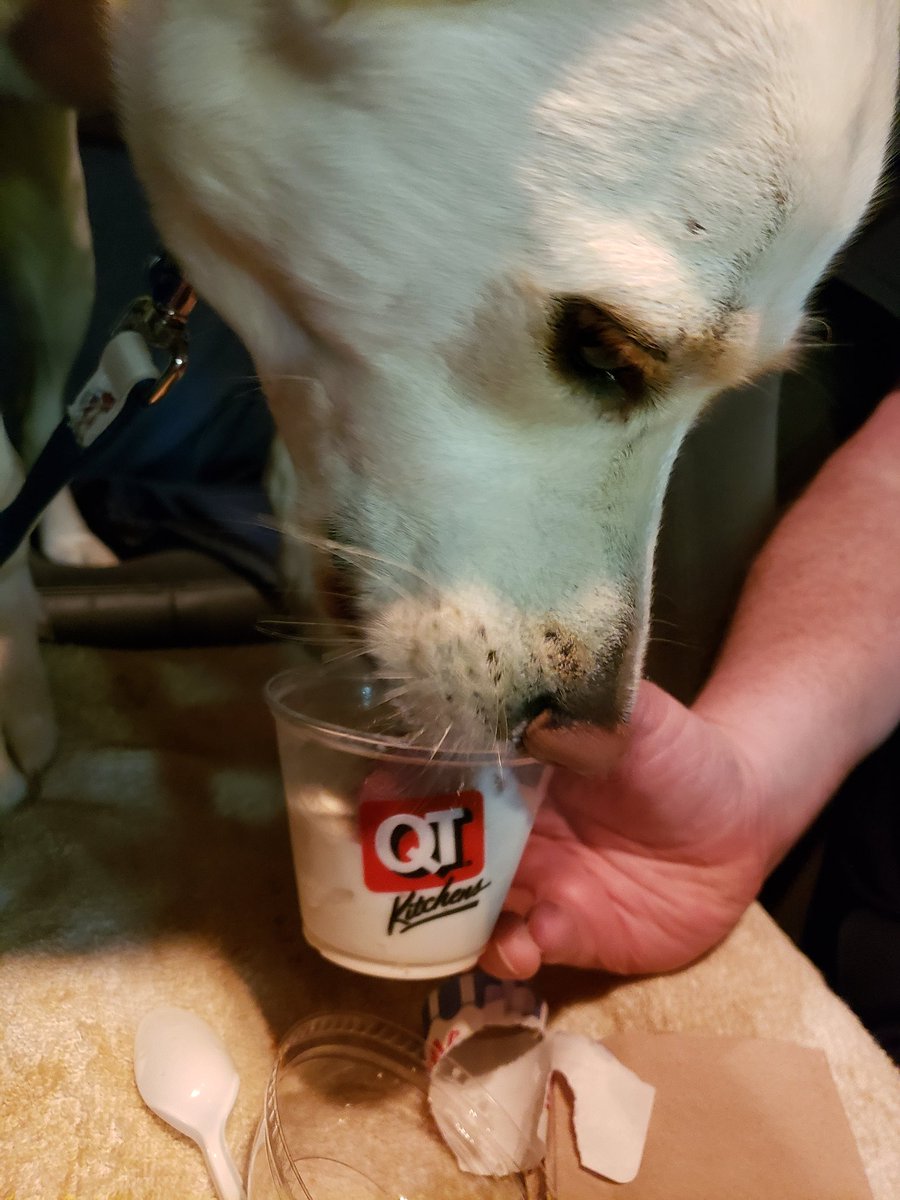 KarenMerring's tweet photo. Bailey enjoying a belated birthday. Hot dog and ice cream at QT. Happy 3rd birthday to my Bailey. #qtkitchens https://t.co/iMJBGKhZPi
