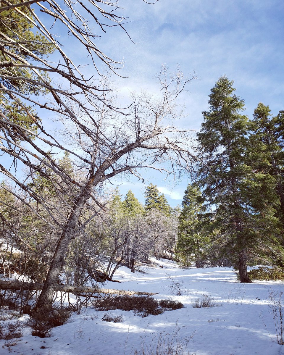 I love this shot. #deepinthewoods #bigbear #dontstopkeepwalking #heavenly #hikeoftheday