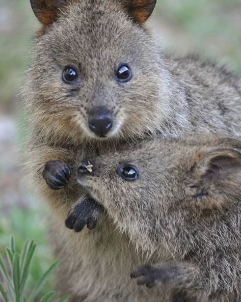 #HappyQuokkaMonday Image: amazed.by.australia (IG)