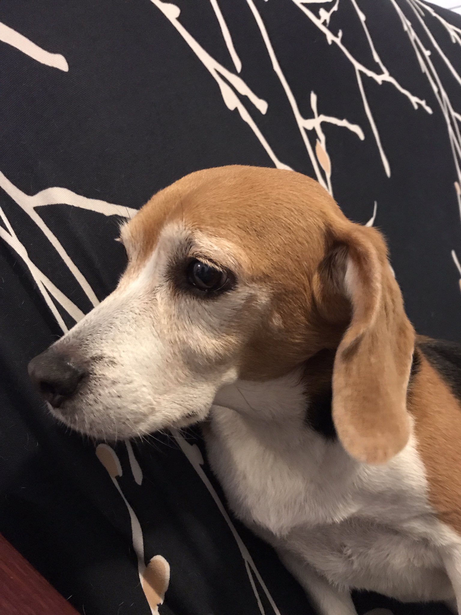 Cleandog Twitter 搜尋 Twitter