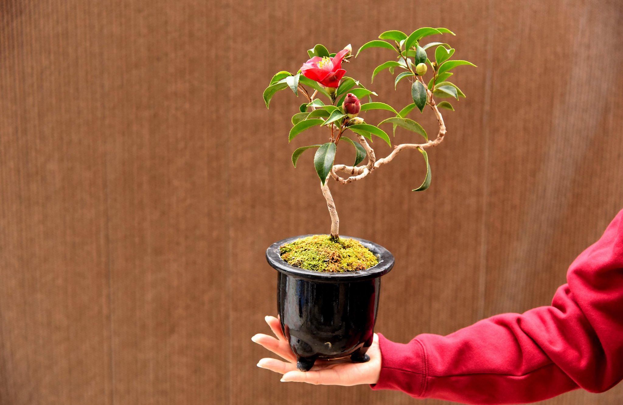 Megu Bonsai ツバキです たっぷりの養分を 時間をかけて吸収 真っ赤な花を咲かせました ツボミもたくさんついて 今か今かと 咲くのを待っています ハリガネの矯正も うまくいったかな ツバキ 椿 椿の花 盆栽 盆景 手のせ盆栽 苔 苔玉