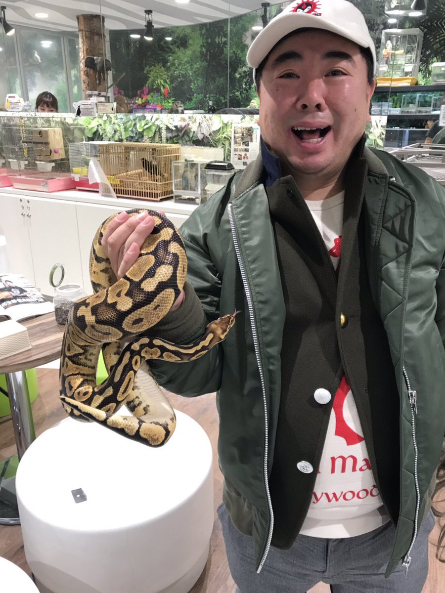 ドランクドラゴン塚地武雅 Twitter પર 北海道に行ってきましたー 札幌の トロピカル ジェム さんにて 鳥カフェ であり 爬虫類カフェ でもあり ボールパイソン と 楽しく 戯れたりできます 鳥好き 爬虫類好きの人は是非