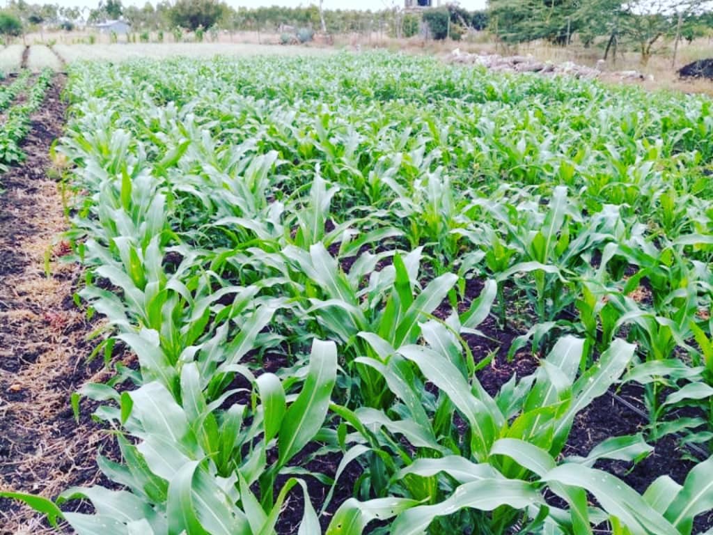 abiorganickits's tweet photo. These are pictures from our faithful farmers, who follow their instructions and routines to the book and as you can see the yield is bound to be bountiful and beautiful. Going organic is taking the thoughts and putting them all into action. #GoOrganic #organicfoods #organicmagic https://t.co/n5takWVkSd