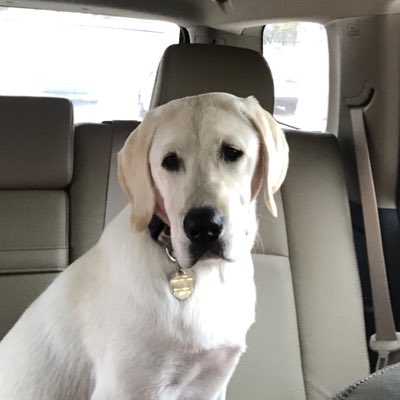 unionjack_lab's tweet photo. #NewProfilePic https://t.co/3tTn6FeAM1