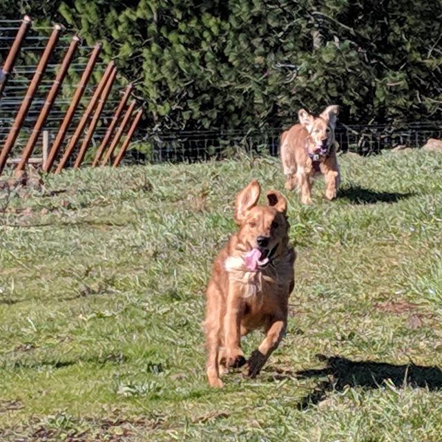 bemychewtoy's tweet photo. So much fun at the @pdxgoldens event today at @clwinery - thank you for having us. #pdxgoldens https://t.co/0Zq32vwt2O https://t.co/bjESvZjXWE