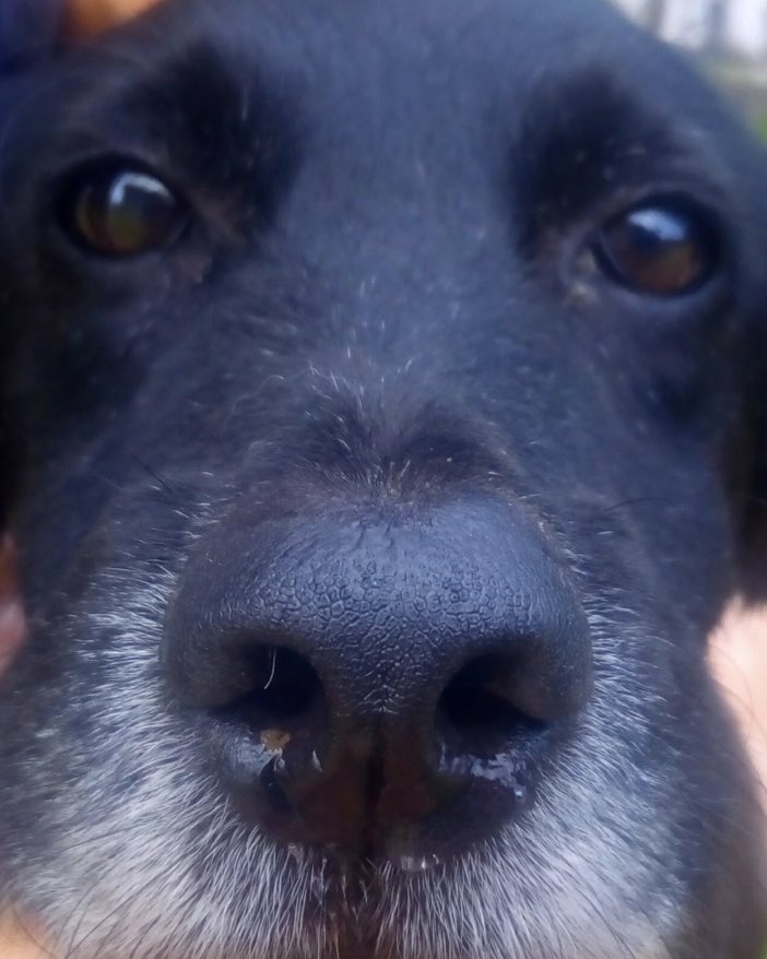 handtopaw_prem's tweet photo. Boop my nose!
Our dear temple doggie 🖤
Hand to Paw Students Weekly temple run 🐾
#boop #boopmynose #templerun
#templedog #templedogsarecool #soydoglover #soidog #carefordogs #dogcare #dogrescue #rescueddog #handtopaw #handtopawprem #preminternationalschool # https://t.co/msmuZ76gUf