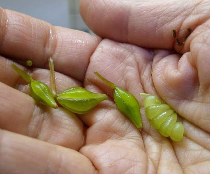 ¿Quienes reventaron de estos cositos?