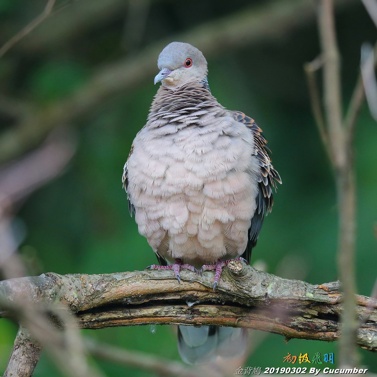 陳皇光twitter પર Lt 金背鳩01 植物園 Gt 金背鳩胸前的羽毛好像棉花糖 The Chest Feathers Of This Oriental Turtle Dove Look Like Cotton Candy 金背鳩