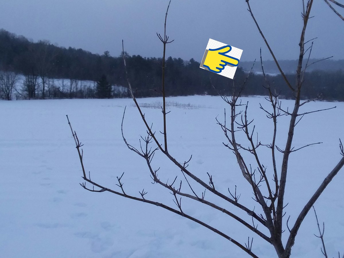 2brothersoutdoo's tweet image. As some of you know, I bought a $12 telephoto lense for my cell phone.  This little gadget just keeps amazing me. 1st two pictures there is a field dead center of the bush, 1/2 mile away. You can barley see the field. Last two pics is through that $12 lense.