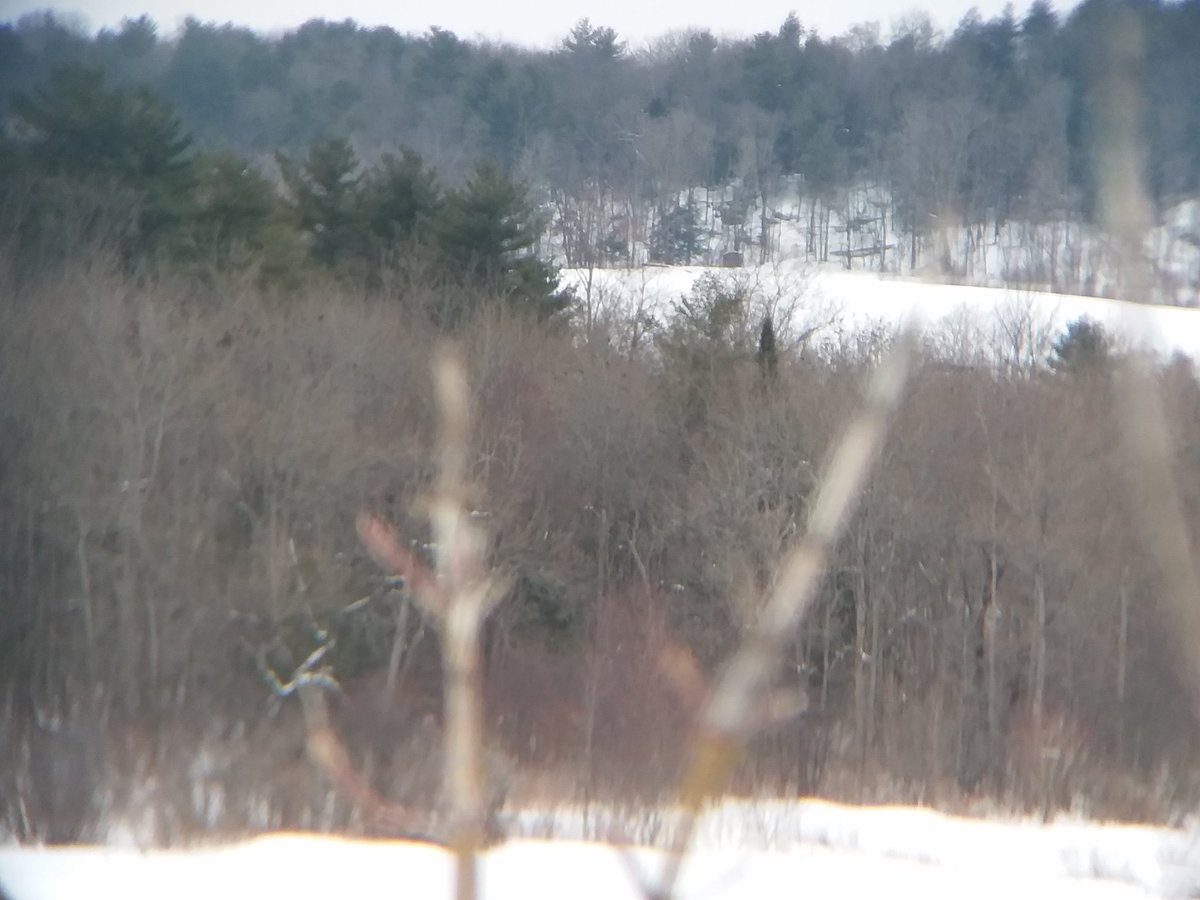 2brothersoutdoo's tweet image. As some of you know, I bought a $12 telephoto lense for my cell phone.  This little gadget just keeps amazing me. 1st two pictures there is a field dead center of the bush, 1/2 mile away. You can barley see the field. Last two pics is through that $12 lense.