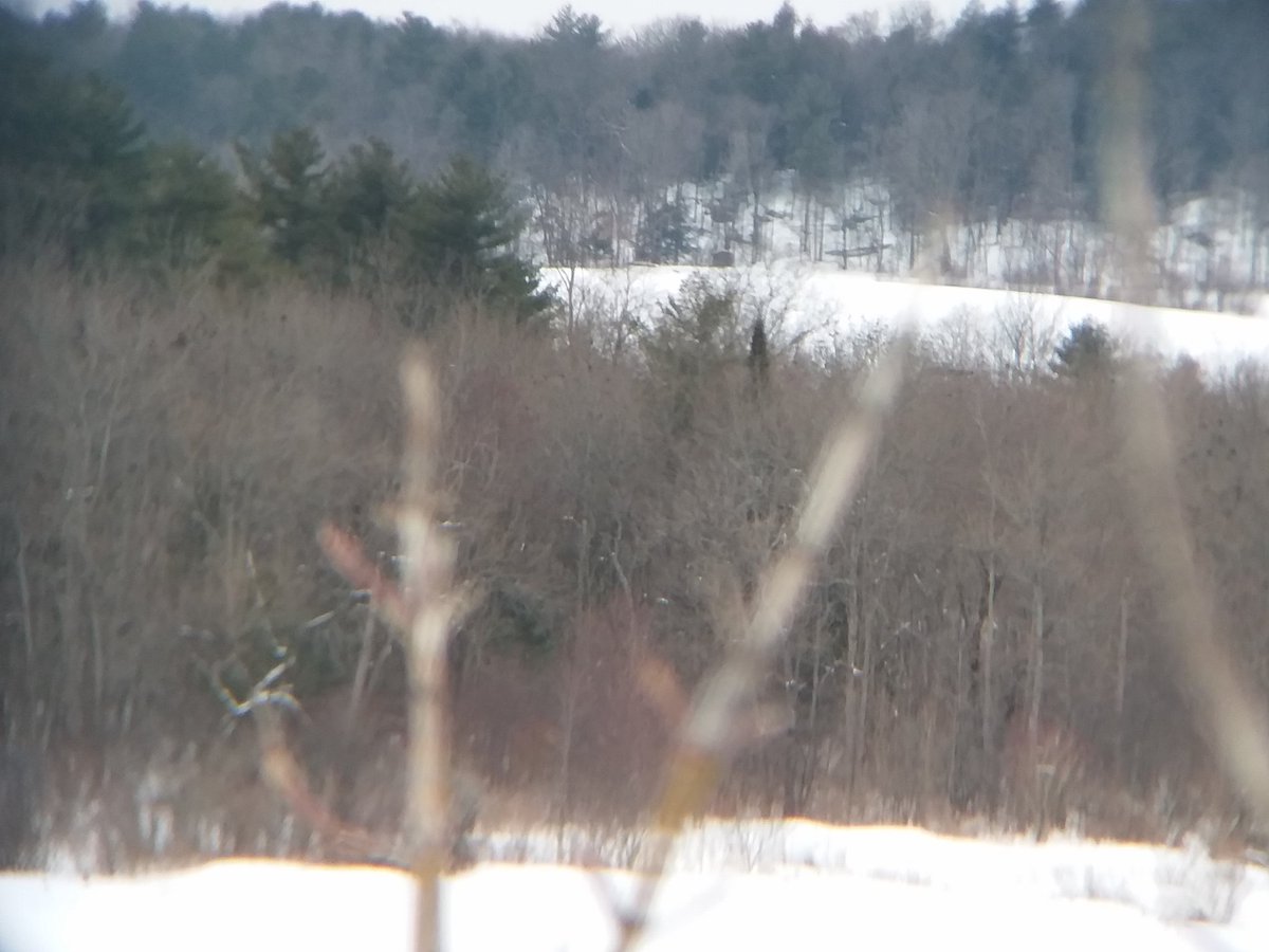 2brothersoutdoo's tweet image. As some of you know, I bought a $12 telephoto lense for my cell phone.  This little gadget just keeps amazing me. 1st two pictures there is a field dead center of the bush, 1/2 mile away. You can barley see the field. Last two pics is through that $12 lense.