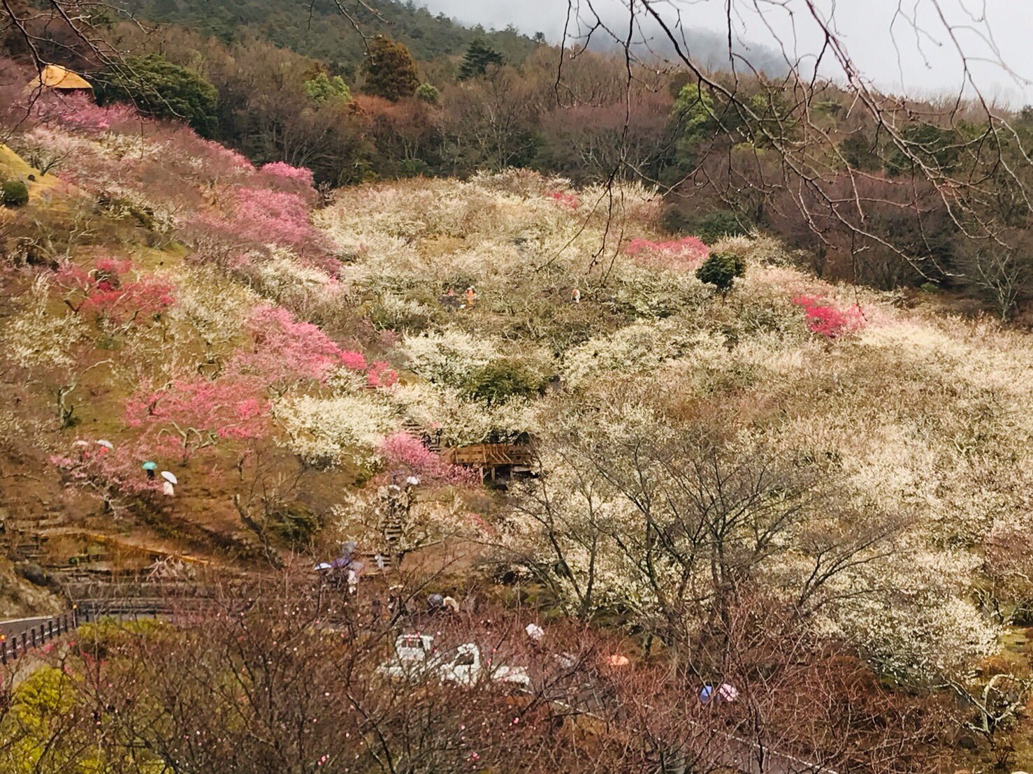 筑波山梅まつり公式 Mt Tsukuba Ume Twitter