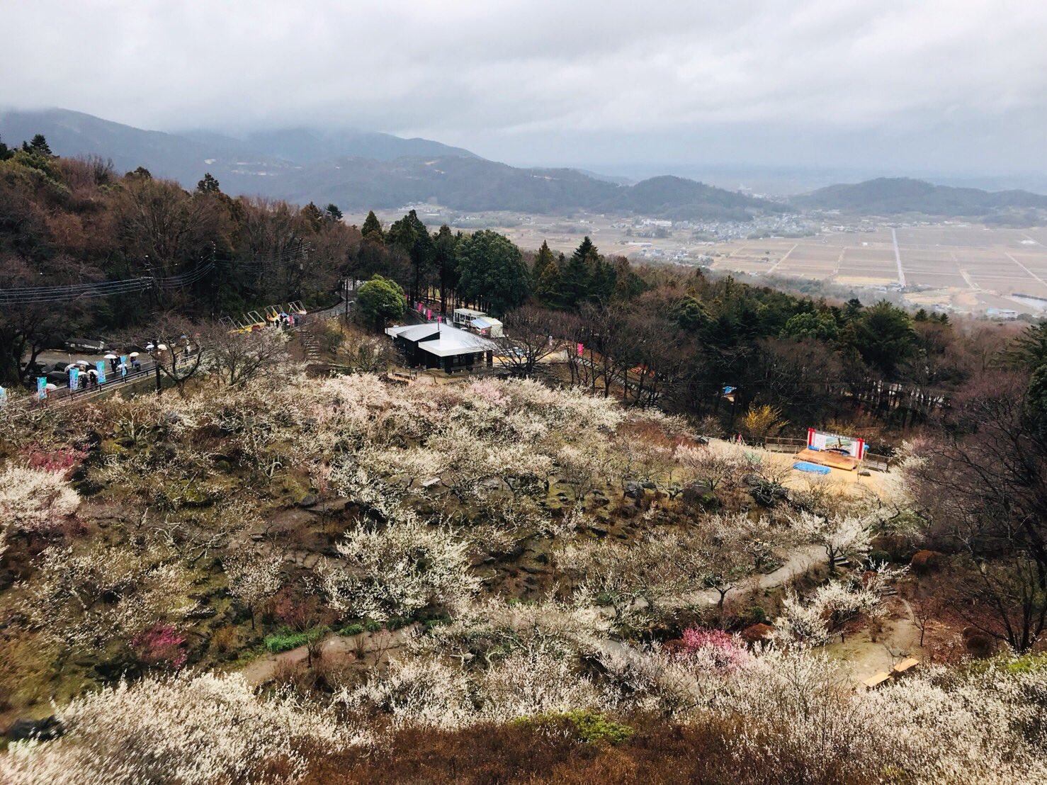筑波山梅まつり公式 Mt Tsukuba Ume Twitter