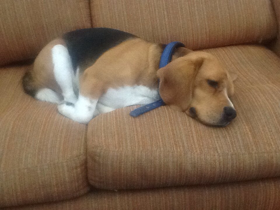BeckhamBeagle's tweet photo. https://t.co/bBc2h82KGV