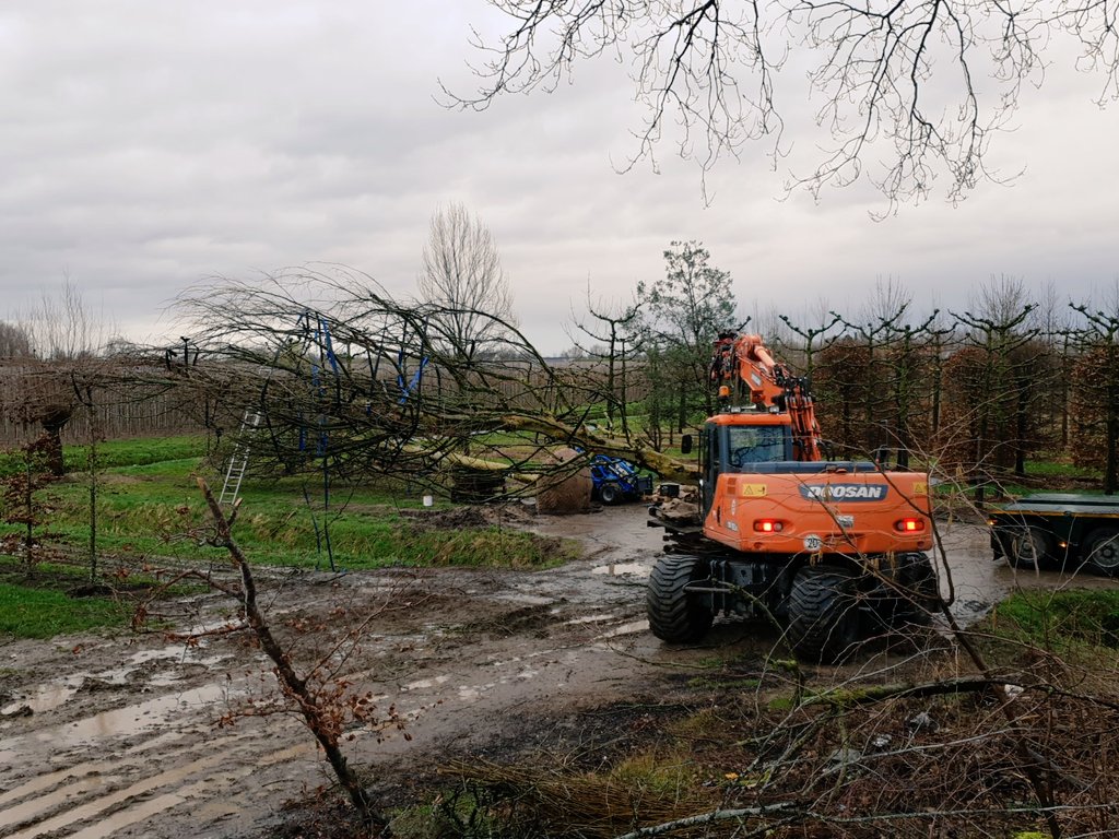 3 van onze grote platanen gaan op transport naar engeland vandaag!