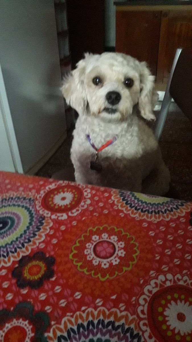 #Redespiertos mirándolos con mi hermosa Luna!!!!