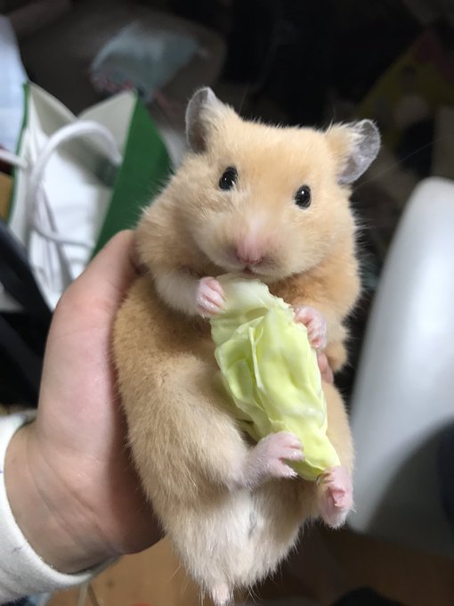 ダルメシアンハムスターのtwitterイラスト検索結果 ダルメシアンハムスターのtwitterイラスト検索結果