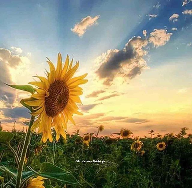 Sorge il sole, ma solo perché ci sei tu a guardarlo.
-
-
-
- 
#sun #sunrise #sunshine #sky_collection #twilightscapes #sunriselovers #nature #skylight #sunrise_sunset_aroundworld #sunrise #sunriselover #sunlover #beautiful #beautifulday #beautifulview #s… ift.tt/2UjmkFG