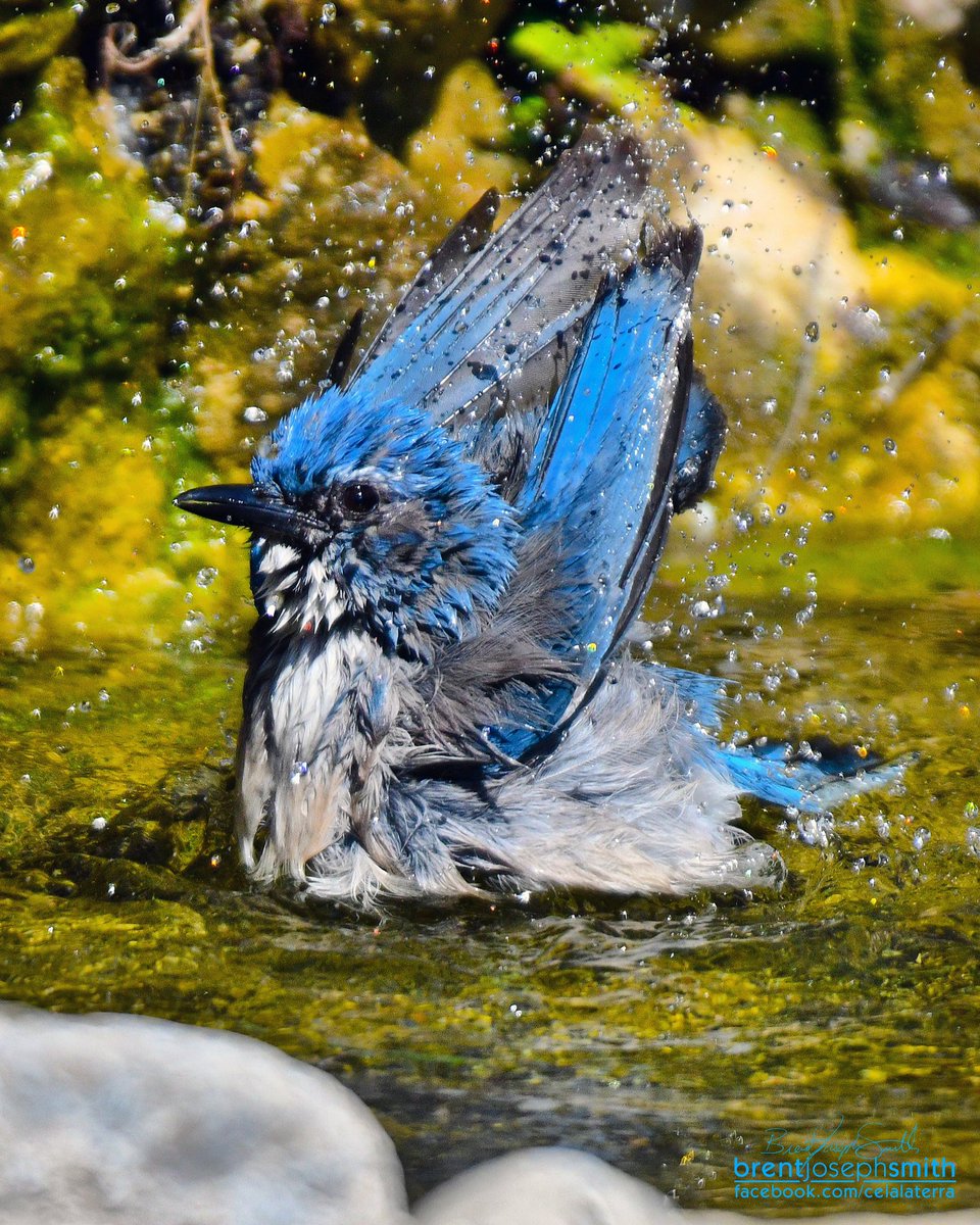 celalaterra's tweet photo. Western Scrub Jay [California Scrub Jay] (Aphelocoma californica) - Johnson City, TX

Photo: Brent Joseph Smith © 2018
https://t.co/GpyXHxowbN (Nature Page)
https://t.co/6cWxQCfLDm… (Studio Page)

#californiascrubjay #CeLaLaTerra

Vist https://t.co/GocqUQfadi to order. https://t.co/zp5PdpdSjp