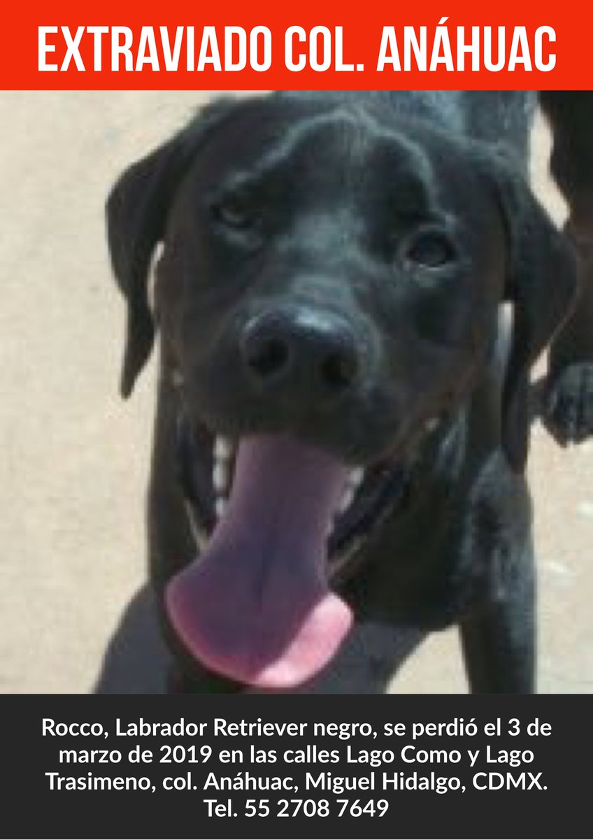 #Extraviado Rocco, Labrador Retriever negro, se perdió el 3 de marzo de 2019 en las calles Lago Como y Lago Trasimeno, col. #Anáhuac, Miguel Hidalgo, CDMX. #PerroPerdido #PerroPerdidoCDMX