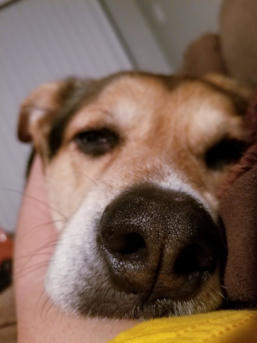 HarvMilkboneATX's tweet photo. @DougSalathe just sayin hi before I go to sleeps, fren. im so sleeby. https://t.co/DroXofmWWG