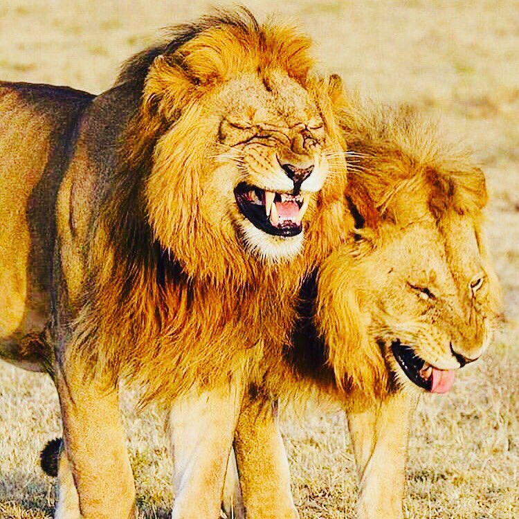 wildsightsafari's tweet photo. Happiness doesn't depend on any external conditions, it is governed by our mental attitude. -Dale Carnegie. Take control of your day and run it with optimism 💪. #mondaymotivation #VisitUganda #travel #wildsights #wildlifephotography #safaris #TulambuleNorthernUganda https://t.co/ulinsLURxp