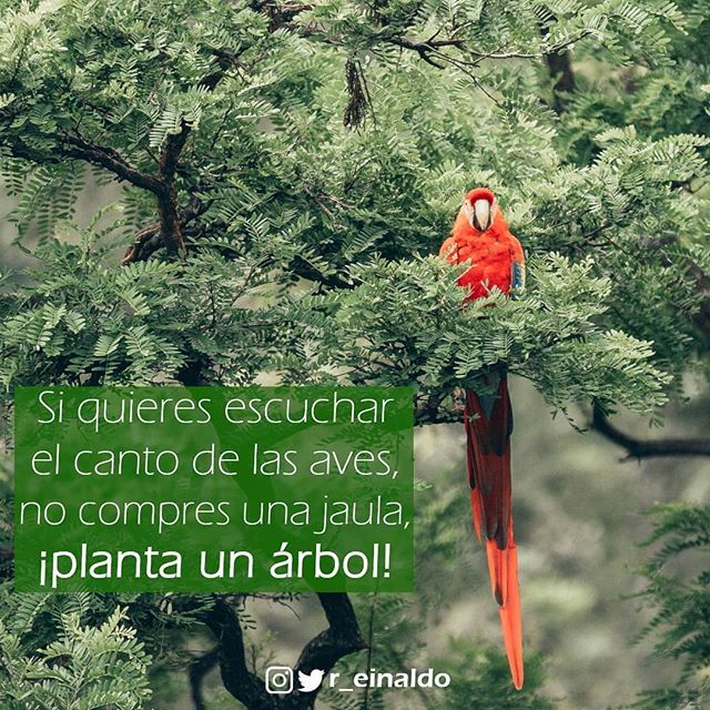 Reinaldo Gómez в Twitter: "Si quieres escuchar el canto de las aves, no  compres una jaula, ¡planta un árbol! #frases #pensamientos #reflexiones  #escritos #quote #frasedeldia #canto #aves #arbol Photo by Roberto Nickson