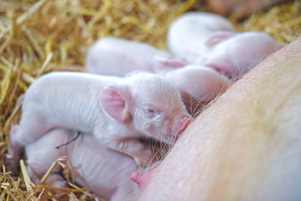 Lambs and piglets at <a href="/OddsFarmPark/">Odds Farm Park</a>. Aren't they just the sweetest?!