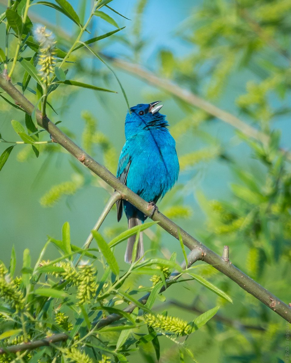 subtraho's tweet photo. Indigo Bunting Singing in the Willows
#indigobunting #bunting #thoughtsofspring
#wildlife #wildlifephotography #birding https://t.co/87XePPUGgd