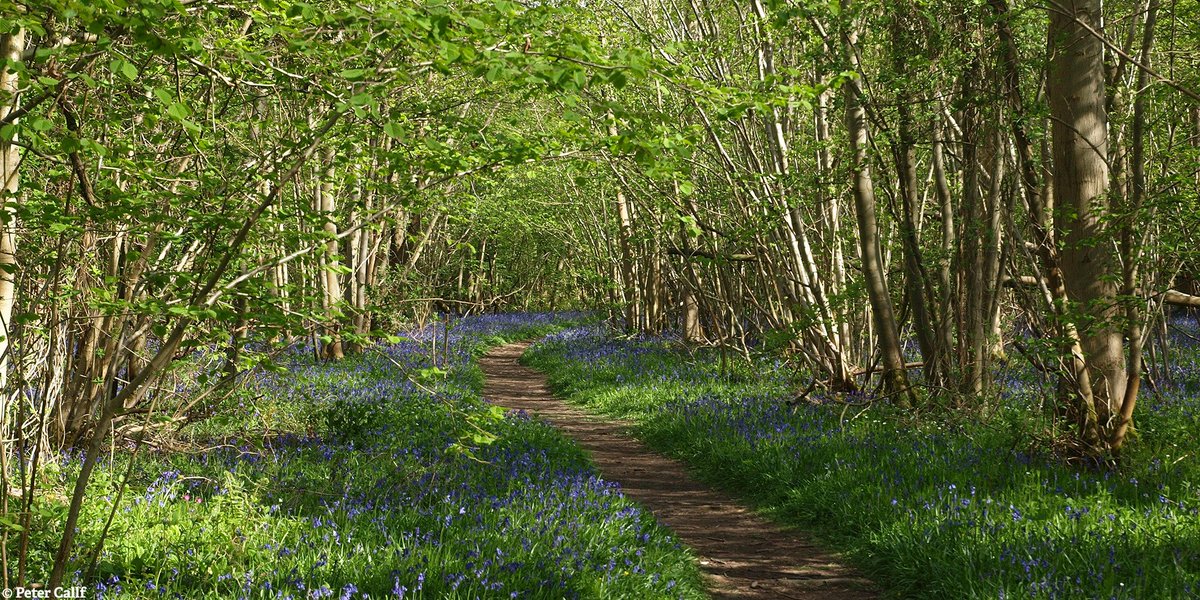Help us bag funds for bluebells! Our project to celebrate NWT Foxley Wood has been shortlisted for a public vote in Tesco’s #BagsofHelp initiative. Vote for us to win the top prize at @TescoEastEng Dereham Extra store during March and April 🗳️ nwtru.st/BoHbluebells