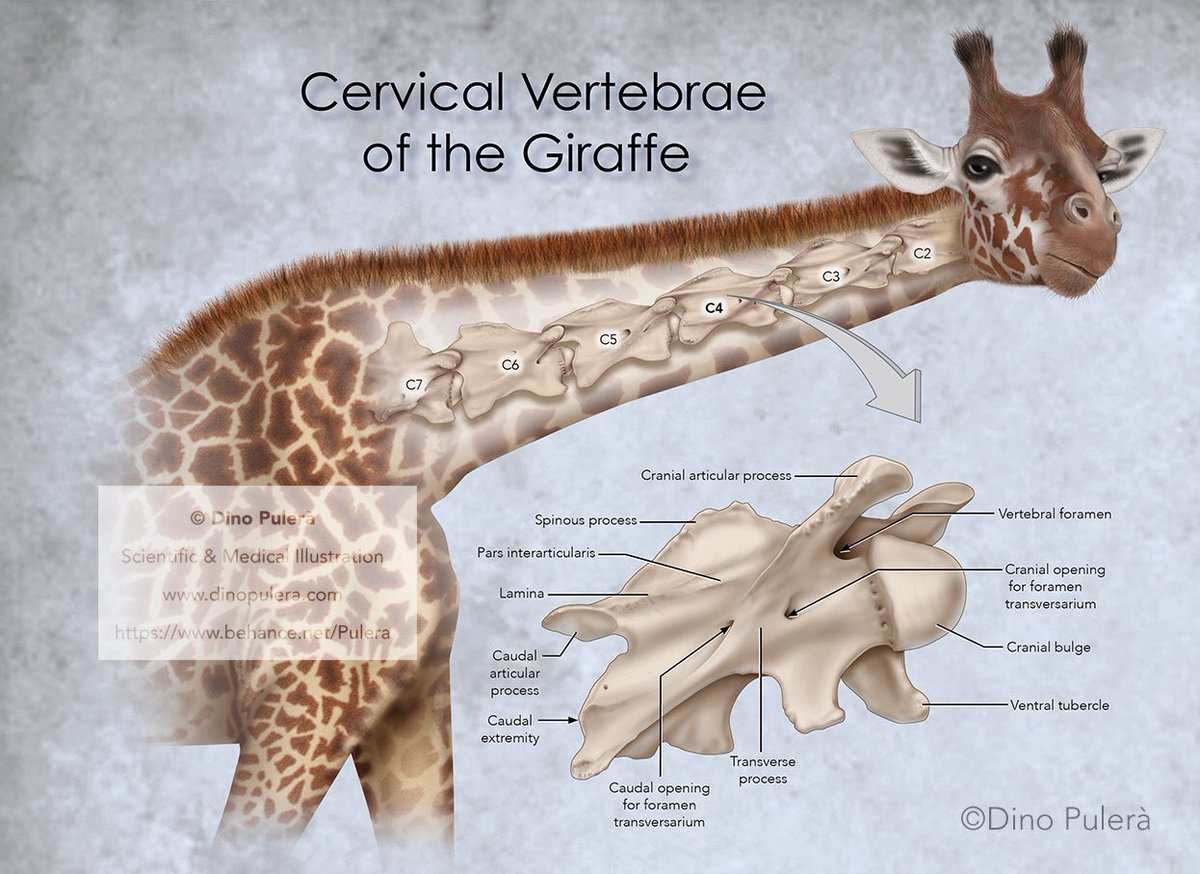 Giraffe Bone Structure