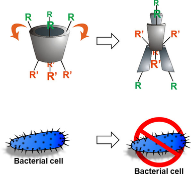 ChemBioChem's tweet image. Tetracationic #calixarene #conformationalanalysis (conic to bolaform): impact on antibacterial and #antimycobacterial activities (Mourer @Univ_Lorraine) doi.wiley.com/10.1002/cbic.2…