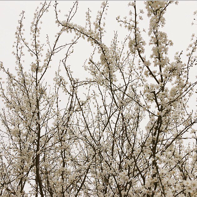 EppingGoodHoney's tweet photo. Lovely to see the Cherryplum blossom out over the forest this week and our honeybees are loving it too ! 😊🐝 #cherryblossom #springison #eppingforest https://t.co/N89iXK5Mbg