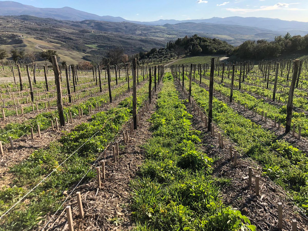 podereforte's tweet photo. A Podere Forte seminiamo il sovescio in autunno dopo la vendemmia. Graminacee, leguminose, senape, brassicacee agiscono in sinergia.
Le graminacee formano sostanza organica e hanno un effetto di competizione con l’assorbimento di nutrienti con la pianta di vite. #podereforte https://t.co/CBMgweFD7n