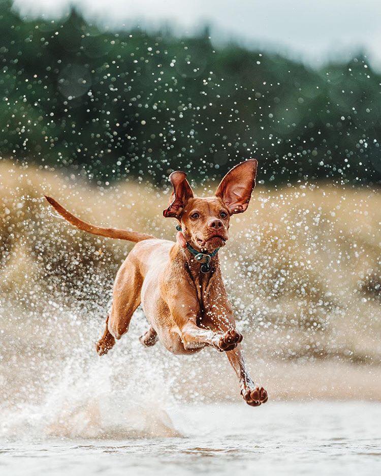 Starting the new week with a splash! Happy Monday everyone 😄
📷 @rubythetraildog