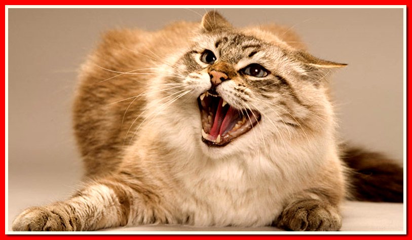 картинка кота бесите этой картине