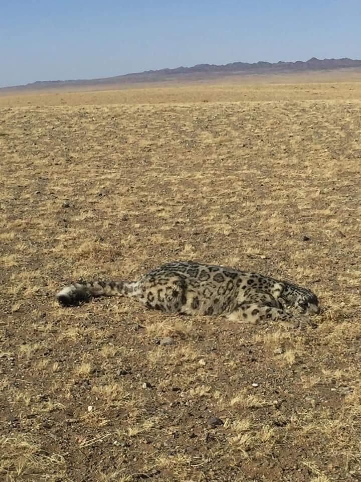 Зэрлэг амьтад "дүрвэж" гүйцлээ. ӨМНӨГОВЬ-ЦОГТЦЭЦИЙ