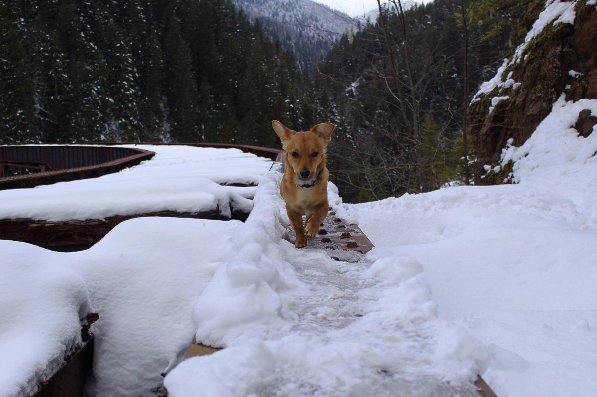 tailsoftucker's tweet photo. Can’t forget all the adventures @_maggiekean_ &amp; I have gone on! 🥰 #tailsoftucker 
#GubSquad #dogsofvancouver #yvr #dogswhohike #hikingwithdogs #dog #natgeoadventure #dailyhivevan #westcoastpets #snowdog #pnwdogs #explorebc #beautifulbc #optoutside #nature #landscape #keanimages https://t.co/jMNRPFb5rc