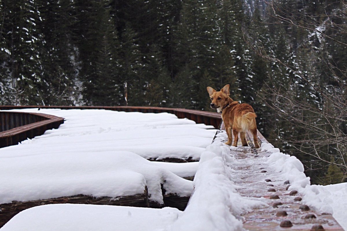 tailsoftucker's tweet photo. Can’t forget all the adventures @_maggiekean_ &amp; I have gone on! 🥰 #tailsoftucker 
#GubSquad #dogsofvancouver #yvr #dogswhohike #hikingwithdogs #dog #natgeoadventure #dailyhivevan #westcoastpets #snowdog #pnwdogs #explorebc #beautifulbc #optoutside #nature #landscape #keanimages https://t.co/jMNRPFb5rc
