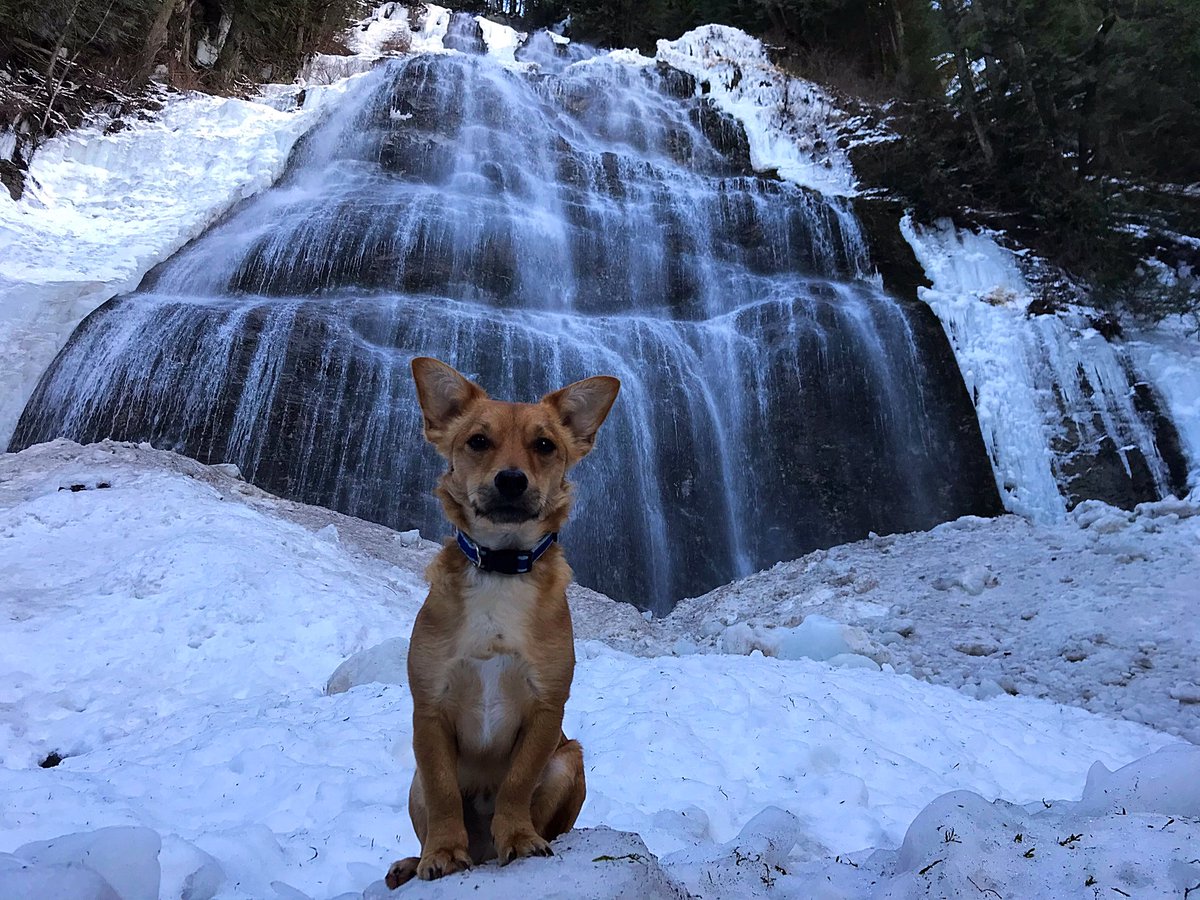tailsoftucker's tweet photo. Can’t forget all the adventures @_maggiekean_ &amp; I have gone on! 🥰 #tailsoftucker 
#GubSquad #dogsofvancouver #yvr #dogswhohike #hikingwithdogs #dog #natgeoadventure #dailyhivevan #westcoastpets #snowdog #pnwdogs #explorebc #beautifulbc #optoutside #nature #landscape #keanimages https://t.co/jMNRPFb5rc