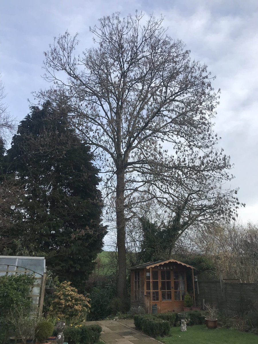 down_connor's tweet photo. Raising and reducing this ash tree by 1/3 today in Ottery St Mary. 

For free advice or a quote - 

Call on 07889856640
Email - info@treeservicesottery.co.uk

🌿🌲 https://t.co/wfb0P07NKY