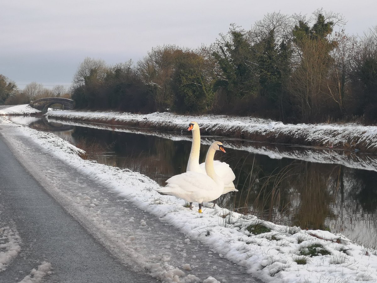 jconnollys's tweet photo. Swans enjoying the crisp morning snow in killina Carbury Co Kildare #sneachta @deric_tv https://t.co/rse8a7oOoX