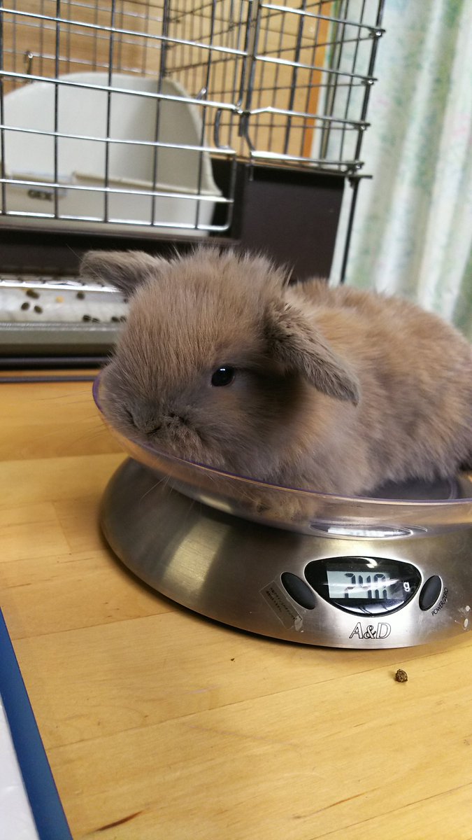 ブルートート