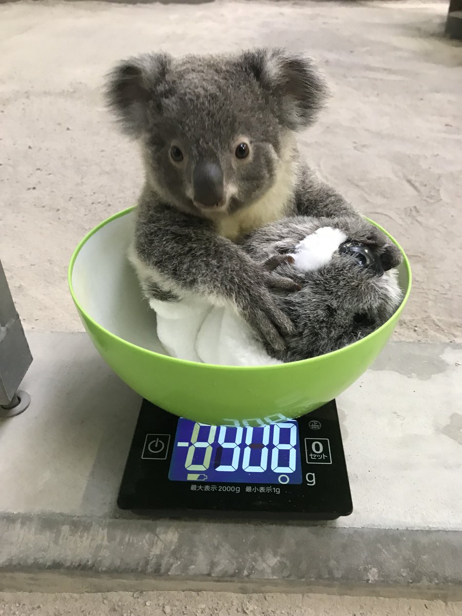 鹿児島市平川動物公園 ３月３日にコアラの赤ちゃん ユメの仔 の体重測定を行いました 約９００gでした とっても かわいいコアラの赤ちゃんにみなさんぜひ会いにきてくださいね 横に抱っこしているのはコアラのぬいぐるみです 癒し コアラ