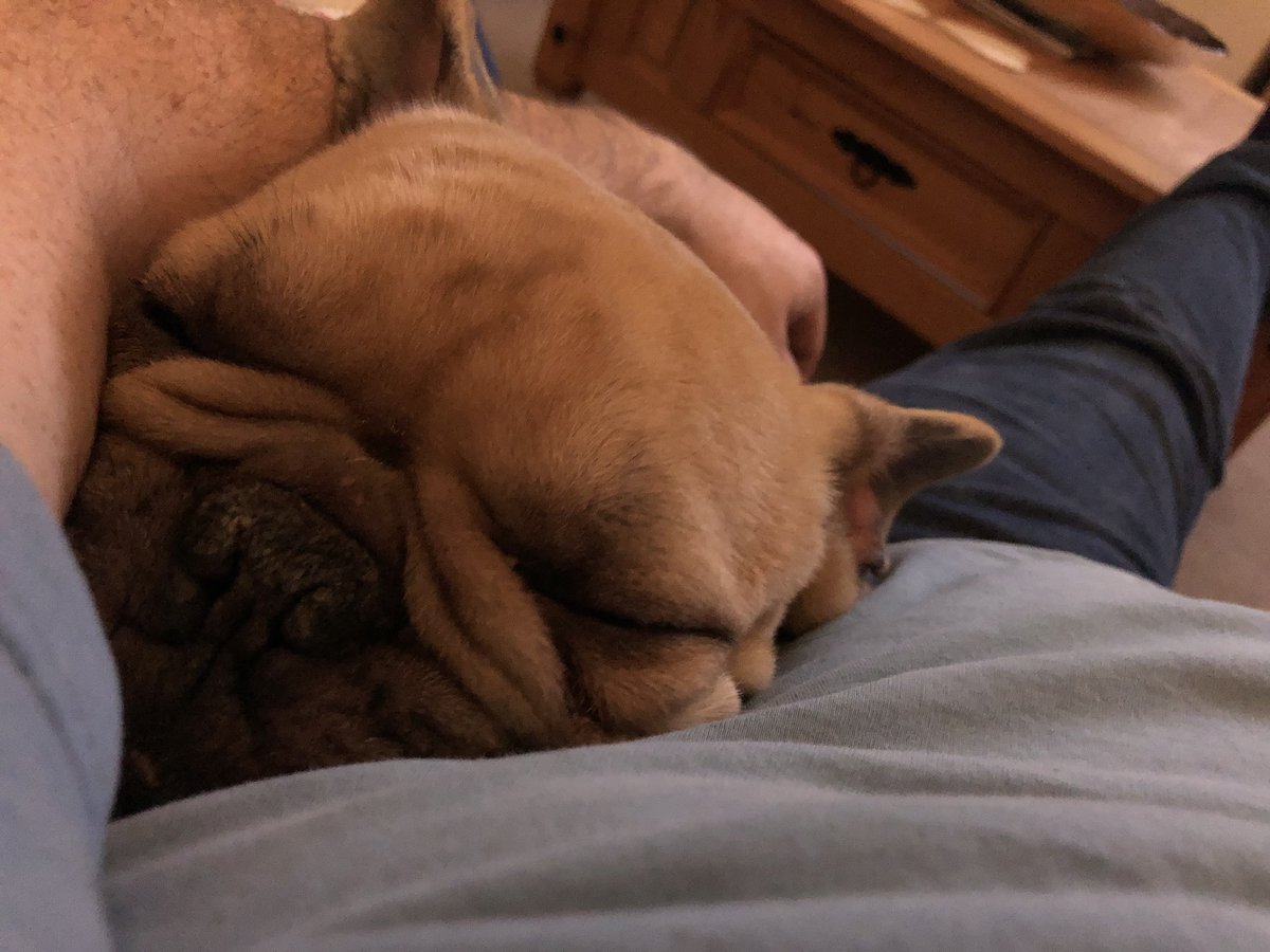 RandallFrenchie's tweet image. #mondaymorning #MondayMotivation my get up and go has got up and gone! 😂😂