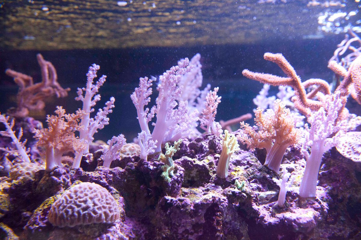 ウミキノコ フラグサンゴ 沖縄産 ウミキノコ ライトグリーン Mサイズポリカ